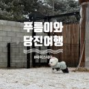 펜션푸름 | 또또또간집 당진 파머스데이 애견독채펜션 다녀왔어요