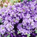 비단향꽃무 이미지