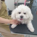 멍실멍실 이미지