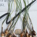 로제우스 이미지