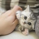 캣통령 잠실점 이미지