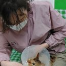 영블리 펫살롱 이미지