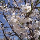 재스민향기 이미지