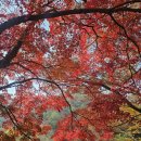 전라도장성 | 전라도 내장산 단풍 명소 장성 백양사 실시간 현황 후기(2025.11.13)