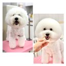 그루밍 샵 제제 이미지