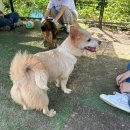 수원-0640 | 인천-보스턴(BOS) 유기견 해외이동봉사 후기