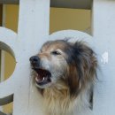 우리덕구 동물병원 이미지