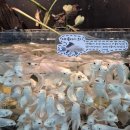 경춘북로 | 구리 갈매 아이랑 데이트 물고기 카페, 수풀림아쿠아카페