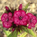 뮤직판타지아 이미지