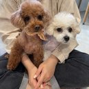 멍뭉다방