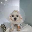 유동물의료센터 | 부산 주말진료동물병원 유동물의료센터 :: 7살 말티즈 강아지 양측 슬개골탈구 수술 / 십자인대 / 스케일링