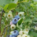 금율로 2 이미지