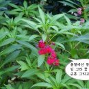 봉숭아 이미지