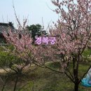 경복궁 볼거리 봄꽃 복사꽃 감상 산책 후기