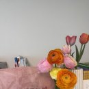 대동농장 | 김해 꽃체험 농장 플라워팜팜 후기 | 튤립 수확 체험 아이랑 다녀왔어요