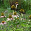 한밭수목원 서원 이미지