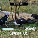 치명자산대여소 이미지