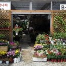 푸른나라꽃나라 이미지
