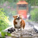 지혜의 소나기 | 소나기 꿈해몽 | 시원하게 비 맞는 꿈 꾸고 조회수 터진 실제 후기 (조심해야 할 예지몽)