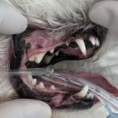 마곡M동물의료센터 이미지