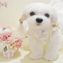 우리강아지 이미지