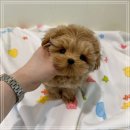 펫샵 | 신도림펫샵 세이블푸들 입양후기