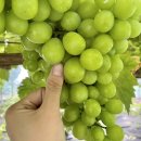 주렴농장 이미지