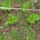 포승농장 이미지