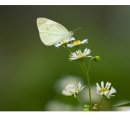 동두천-044 Daum카페