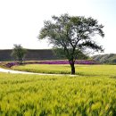 연천 경순왕릉 이미지