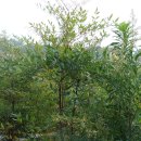 백상기농장 이미지