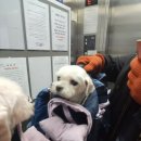 갈매동물병원 | [스타벅스 구리갈매DT점 Pet Zone 방문후기] 반려견 동반출입 가능한 스벅 (반려견 서울근교 카페...