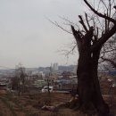 수석오리 이미지