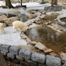 홍천목장 이미지