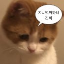 [학점은행제 후기 #1] 미루다 시작한 학점은행제, 쉬었음 청년의 솔직한 내돈내산 등록 후기