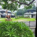 라비드 포레 이미지