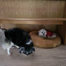 포포 데이케어 이미지