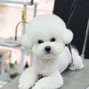 강실장펫살롱 네이버블로그