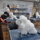 즐거운 애견 | 새로운 배움이 즐거운 시간, 인천애견미용학원 HS평생교육원 후기