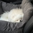 현대애견 이미지