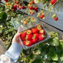 무한 농장 | 내돈내산 양수리 딸기체험농장 가격 무한시식 후기