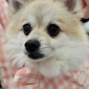 다사랑 동물병원 이미지