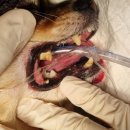 금천 24시 K동물의료센터 이미지