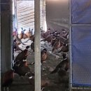 서열농장 이미지