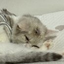 세무법인백두고 데일리벳