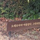서진정비 | [관람] 제주도 겨울여행 서귀포 가볼만한곳 카멜리아힐_ 다녀온 횰이의 솔직한 후기