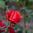 장미공원B 이미지