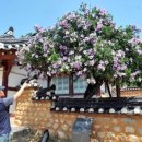 무궁화사 이미지