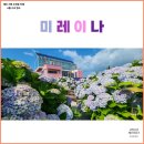 제주 서쪽 미레이나 수국 카페 6월 제주도 수국 개화 풍경