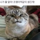 빌려가